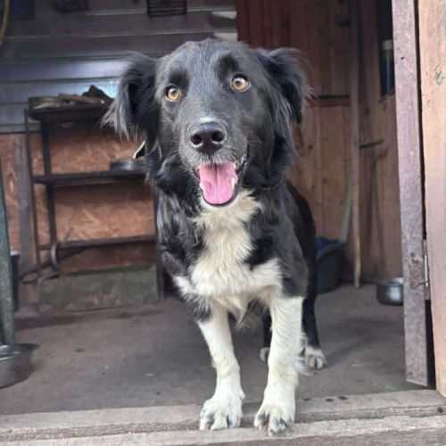 #BE2513769 - Yalta, chien croisé à adopter – AnimalWeb Belgique #BE2513769 - Yalta, chien croisé à adopter – AnimalWeb Belgique