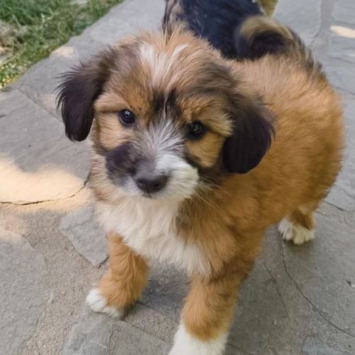 #BE2513771 - Adriana, chien croisé à adopter – AnimalWeb Belgique #BE2513771 - Adriana, chien croisé à adopter – AnimalWeb Belgique