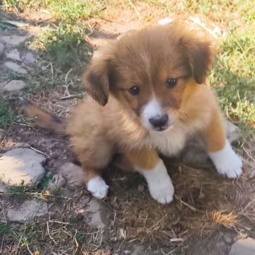 #BE2513772 - Evelina, chien croisé à adopter – AnimalWeb Belgique #BE2513772 - Evelina, chien croisé à adopter – AnimalWeb Belgique