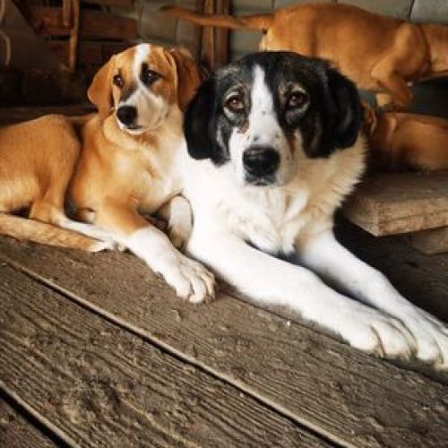 #BE2513773 - Aida, chien croisé à adopter – AnimalWeb #BE2513773 - Aida, chien croisé à adopter – AnimalWeb