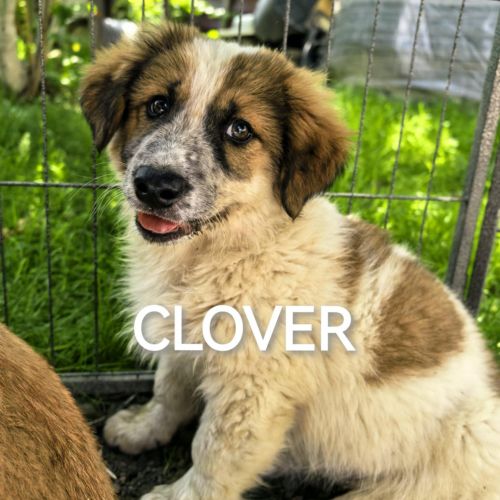 #BE2513774 - Clover, chien croisé à adopter – AnimalWeb #BE2513774 - Clover, chien croisé à adopter – AnimalWeb