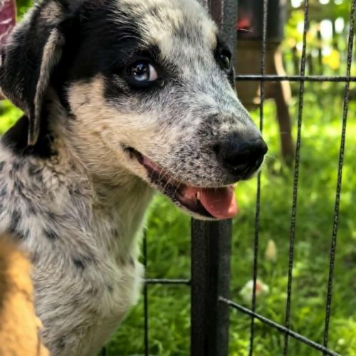 #BE2513775 - Alex, chien croisé à adopter – AnimalWeb #BE2513775 - Alex, chien croisé à adopter – AnimalWeb