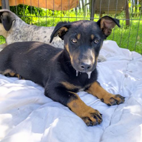 #BE2513776 - Sam, chien croisé à adopter – AnimalWeb #BE2513776 - Sam, chien croisé à adopter – AnimalWeb