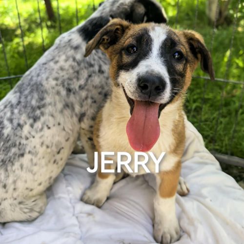 #BE2513777 - Jerry, chien croisé à adopter – AnimalWeb #BE2513777 - Jerry, chien croisé à adopter – AnimalWeb