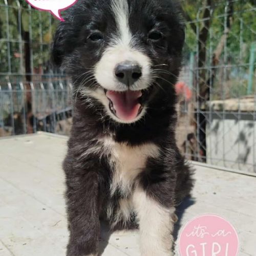 #BE2513778 - Yzella, chien croisé à adopter – AnimalWeb Belgique #BE2513778 - Yzella, chien croisé à adopter – AnimalWeb Belgique