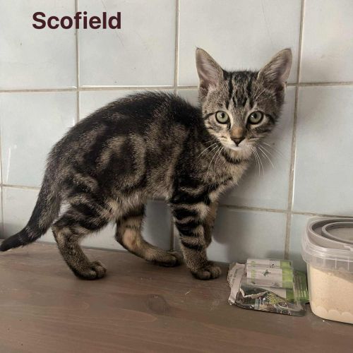 #BE2513781 - Scoffield, chat à adopter à Leuze-en-Hainaut - AnimalWeb #BE2513781 - Scoffield, chat à adopter à Leuze-en-Hainaut - AnimalWeb