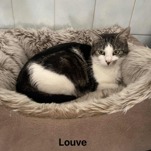 #BE2513782 - Louve, chat à adopter à Leuze-en-Hainaut - AnimalWeb Belg #BE2513782 - Louve, chat à adopter à Leuze-en-Hainaut - AnimalWeb Belg