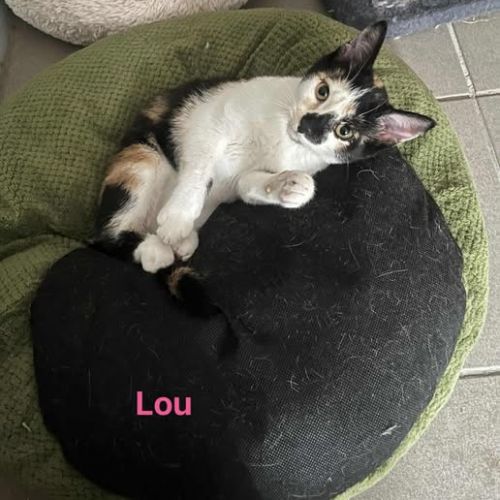 #BE2513783 - Lou, chat à adopter à Leuze-en-Hainaut - AnimalWeb Belgiq #BE2513783 - Lou, chat à adopter à Leuze-en-Hainaut - AnimalWeb Belgiq