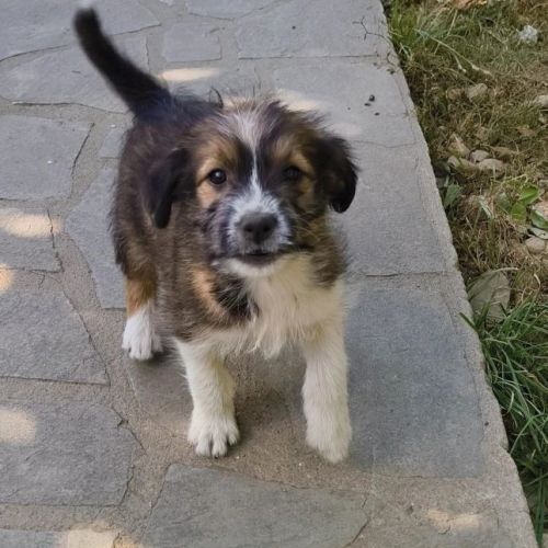 #BE25137 - Serafina, chien croisé à adopter – AnimalWeb Belgique #BE25137 - Serafina, chien croisé à adopter – AnimalWeb Belgique