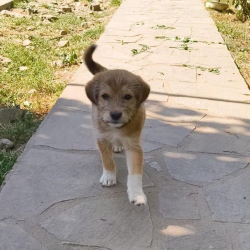 #BE25137 - Gino, chien croisé à adopter – AnimalWeb Belgique #BE25137 - Gino, chien croisé à adopter – AnimalWeb Belgique