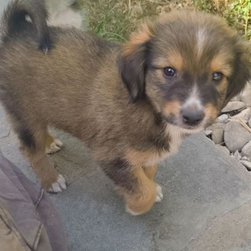 #BE251378 - Matteo, chien croisé à adopter – AnimalWeb Belgique #BE251378 - Matteo, chien croisé à adopter – AnimalWeb Belgique