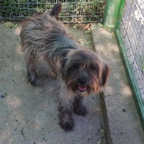 #BE2513789 - Tasha, chien croisé à adopter – AnimalWeb Belgique #BE2513789 - Tasha, chien croisé à adopter – AnimalWeb Belgique