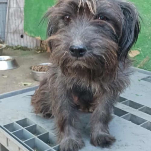 #BE2513790 - Timo, chien croisé à adopter – AnimalWeb Belgique #BE2513790 - Timo, chien croisé à adopter – AnimalWeb Belgique