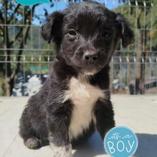 #BE2513791 - Yogi, chien croisé à adopter – AnimalWeb Belgique #BE2513791 - Yogi, chien croisé à adopter – AnimalWeb Belgique