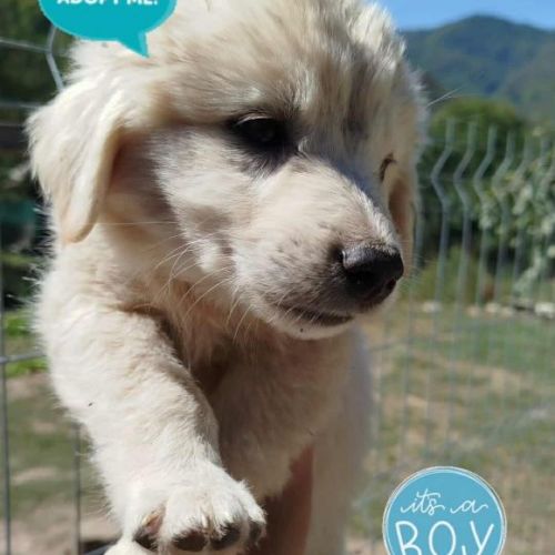 #BE2513792 - Yoko, chien croisé à adopter – AnimalWeb Belgique #BE2513792 - Yoko, chien croisé à adopter – AnimalWeb Belgique