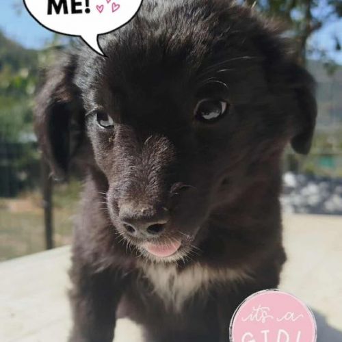 #BE2513794 - Chien à Adopter #BE2513794 - Chien à Adopter