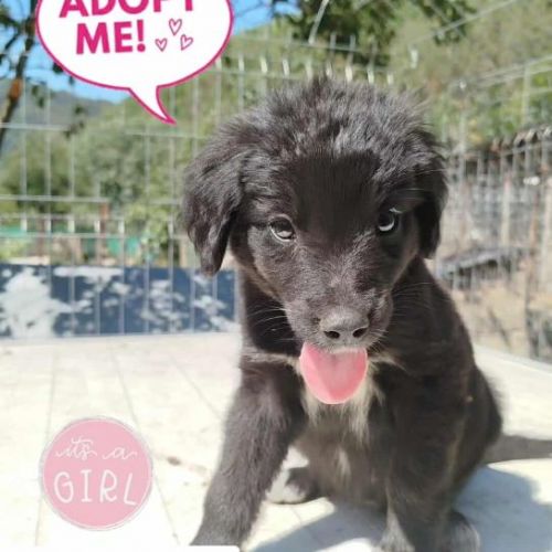 #BE2513795 - Yucca,, chien croisé à adopter – AnimalWeb Belgique #BE2513795 - Yucca,, chien croisé à adopter – AnimalWeb Belgique