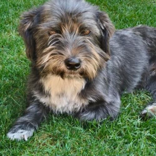 #BE2513798 - Grissa, chien croisé à adopter – AnimalWeb #BE2513798 - Grissa, chien croisé à adopter – AnimalWeb