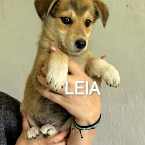 #BE2513799 - Leia, chien croisé à adopter – AnimalWeb #BE2513799 - Leia, chien croisé à adopter – AnimalWeb