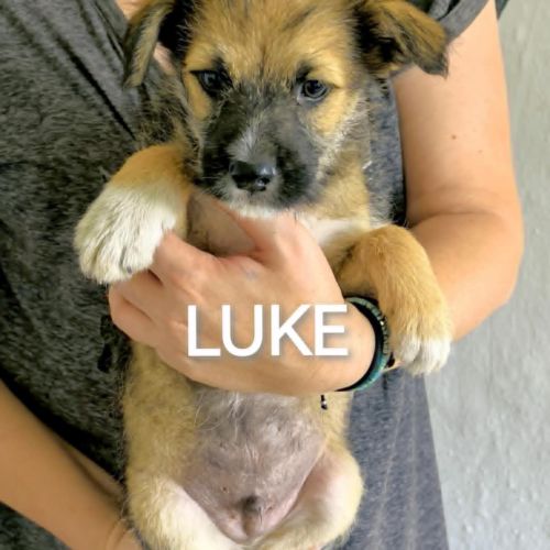 #BE2513800 - Luke, chien croisé à adopter – AnimalWeb #BE2513800 - Luke, chien croisé à adopter – AnimalWeb