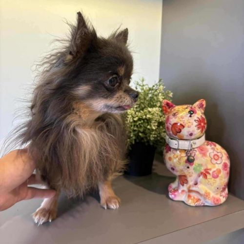 #BE2513801 - Paco,, chien à adopter – AnimalWeb Belgique #BE2513801 - Paco,, chien à adopter – AnimalWeb Belgique