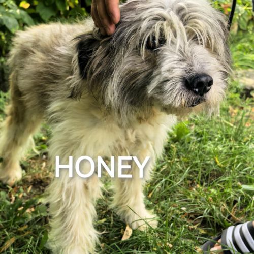 #BE2513802 - Honey, chien croisé à adopter – AnimalWeb #BE2513802 - Honey, chien croisé à adopter – AnimalWeb