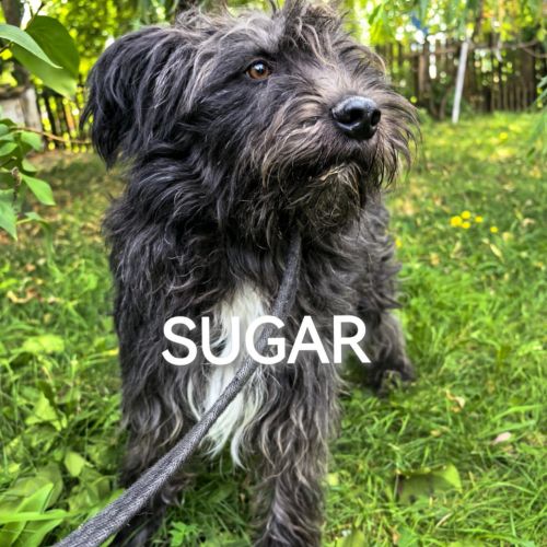 #BE2513803 - Sugar, chien croisé à adopter – AnimalWeb #BE2513803 - Sugar, chien croisé à adopter – AnimalWeb