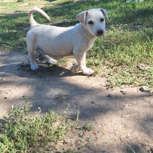 #BE2513804 - Taque, chien croisé à adopter – AnimalWeb Belgique #BE2513804 - Taque, chien croisé à adopter – AnimalWeb Belgique