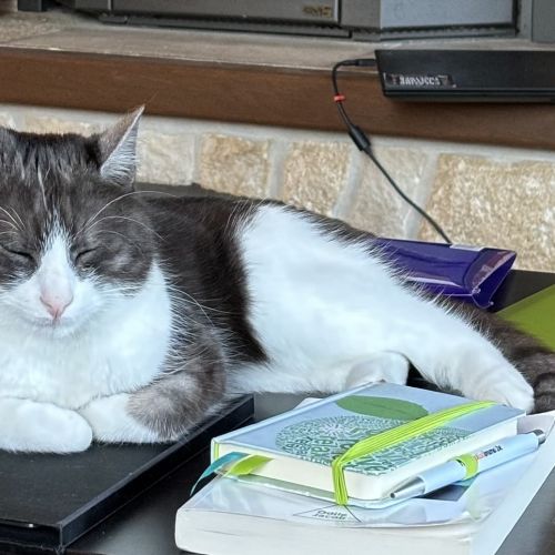 #BE2513806 - Ghost, chat perdu à Belgrade - AnimalWeb Belgique