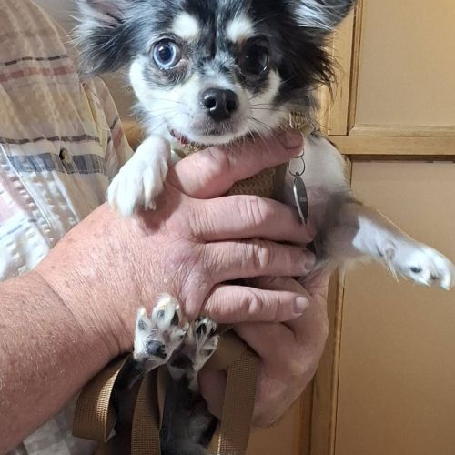 #BE2513807 - Adoptez Blue, un chien à Wiers – AnimalWeb #BE2513807 - Adoptez Blue, un chien à Wiers – AnimalWeb