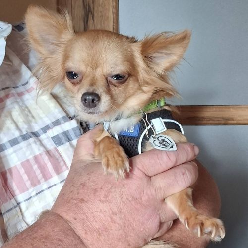 #BE2513808 - Adoptez Olive, un chien à Wiers – AnimalWeb #BE2513808 - Adoptez Olive, un chien à Wiers – AnimalWeb