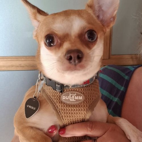 #BE2513809 - Adoptez Naya, un chien à Wiers – AnimalWeb #BE2513809 - Adoptez Naya, un chien à Wiers – AnimalWeb