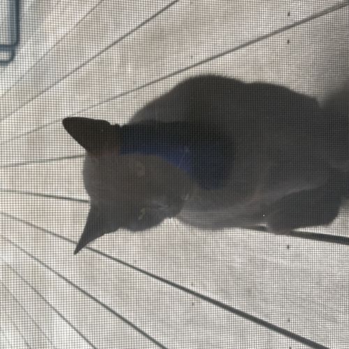 Chat noir trouve Chat noir trouve