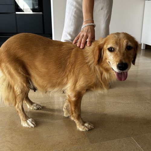 Chienne perdu ! Chienne perdu !