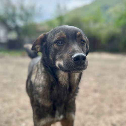 #BE2513812 - Dakota, chien croisé à adopter – AnimalWeb Belgique #BE2513812 - Dakota, chien croisé à adopter – AnimalWeb Belgique