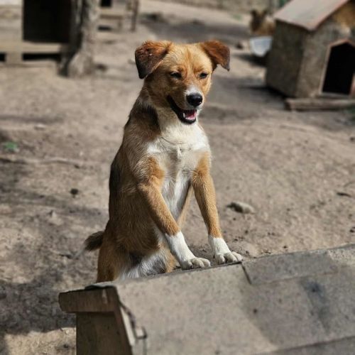 #BE2513813 - Dina, chien croisé à adopter – AnimalWeb Belgique #BE2513813 - Dina, chien croisé à adopter – AnimalWeb Belgique