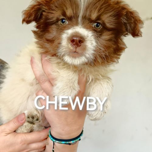#BE2513815 - Chewby, chien croisé à adopter – AnimalWeb #BE2513815 - Chewby, chien croisé à adopter – AnimalWeb
