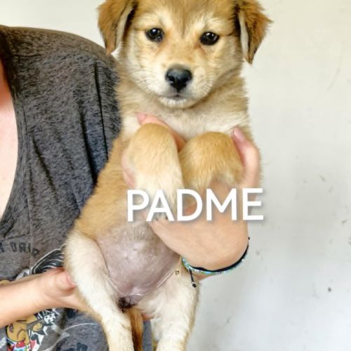 #BE2513816 - Padme, chien croisé à adopter – AnimalWeb #BE2513816 - Padme, chien croisé à adopter – AnimalWeb