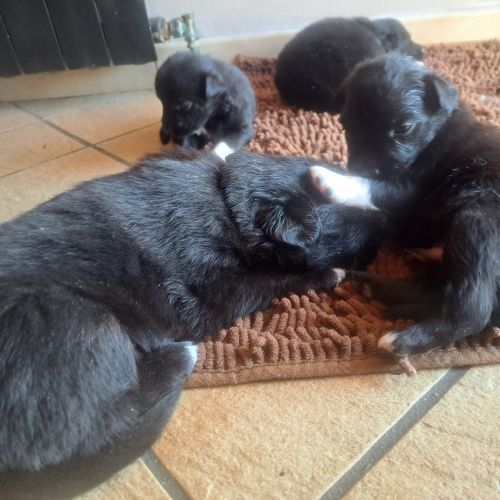 #BE2513818 - Chien à adopter – AnimalWeb #BE2513818 - Chien à adopter – AnimalWeb