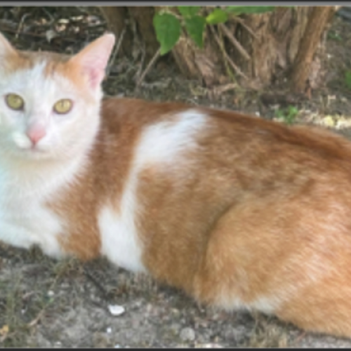 #BE2513819 - Milky, chat perdu à Huy - AnimalWeb Belgique #BE2513819 - Milky, chat perdu à Huy - AnimalWeb Belgique