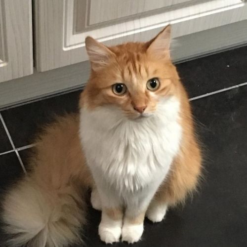 Chester Chester