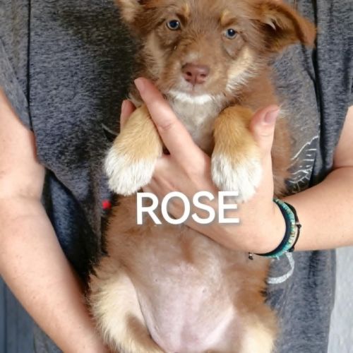 #BE2513821 - Rose, chien croisé à adopter – AnimalWeb #BE2513821 - Rose, chien croisé à adopter – AnimalWeb