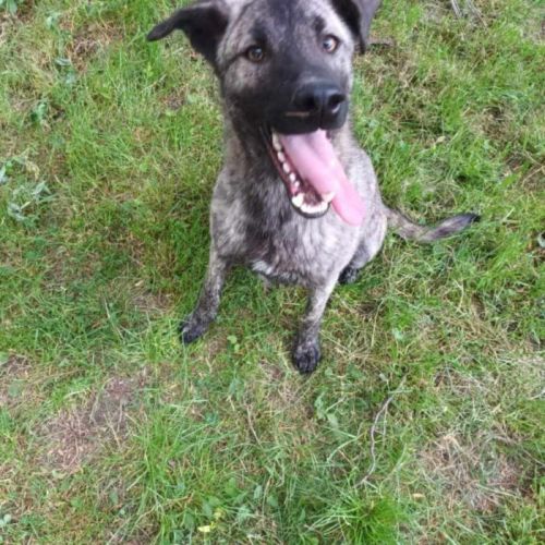 #BE2513823 - Flush, chien croisé à adopter – AnimalWeb Belgique #BE2513823 - Flush, chien croisé à adopter – AnimalWeb Belgique