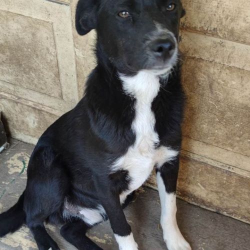 #BE2513824 - Frangipane , chien croisé à adopter – AnimalWeb Belgique #BE2513824 - Frangipane , chien croisé à adopter – AnimalWeb Belgique