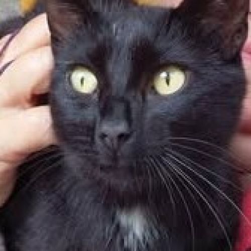 #BE2513828 - Moulinette, chat perdu à Ombret - AnimalWeb Belgique #BE2513828 - Moulinette, chat perdu à Ombret - AnimalWeb Belgique