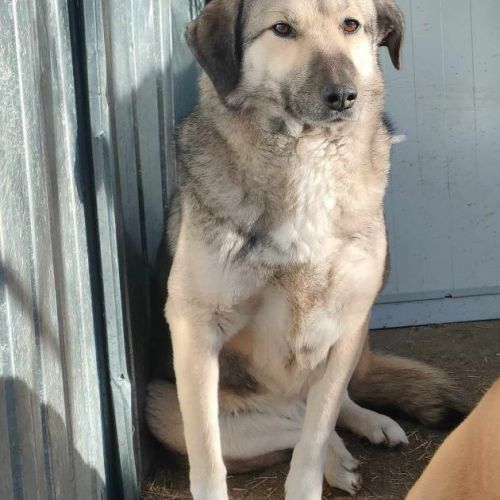 #BE2513829 - Lola, chien croisé à adopter – AnimalWeb Belgique #BE2513829 - Lola, chien croisé à adopter – AnimalWeb Belgique