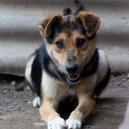 #BE2513830 - Lupy, chien croisé à adopter – AnimalWeb Belgique #BE2513830 - Lupy, chien croisé à adopter – AnimalWeb Belgique