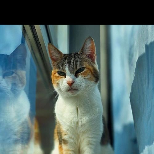 #BE2513833 - Duchesse, chat perdu à Charleroi - AnimalWeb Belgique #BE2513833 - Duchesse, chat perdu à Charleroi - AnimalWeb Belgique
