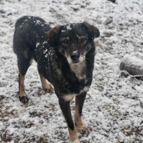 #BE2513836 - Nakoma, chien croisé à adopter – AnimalWeb Belgique #BE2513836 - Nakoma, chien croisé à adopter – AnimalWeb Belgique