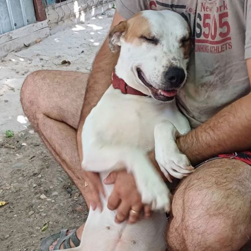 #BE2513837 - Nelly, chien croisé à adopter – AnimalWeb Belgique #BE2513837 - Nelly, chien croisé à adopter – AnimalWeb Belgique